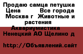 Продаю самца петушка › Цена ­ 700 - Все города, Москва г. Животные и растения » Аквариумистика   . Ненецкий АО,Щелино д.